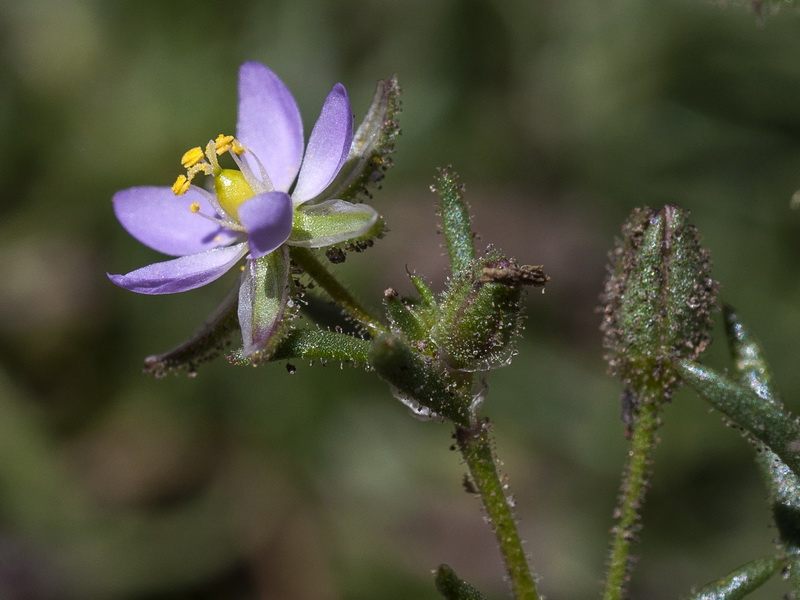 Spergularia rubra alpina.10