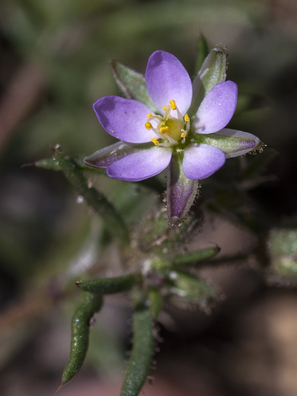 Spergularia rubra alpina.11