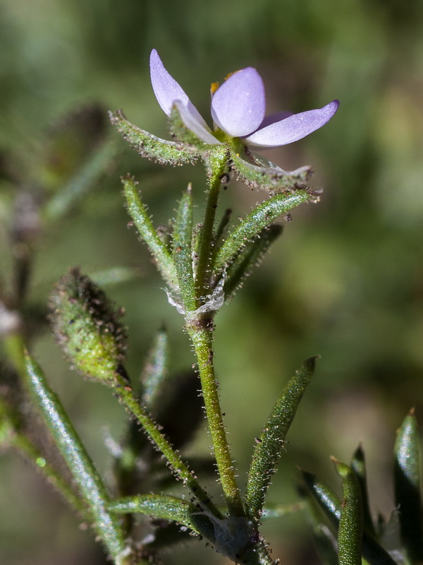 Spergularia rubra alpina.13