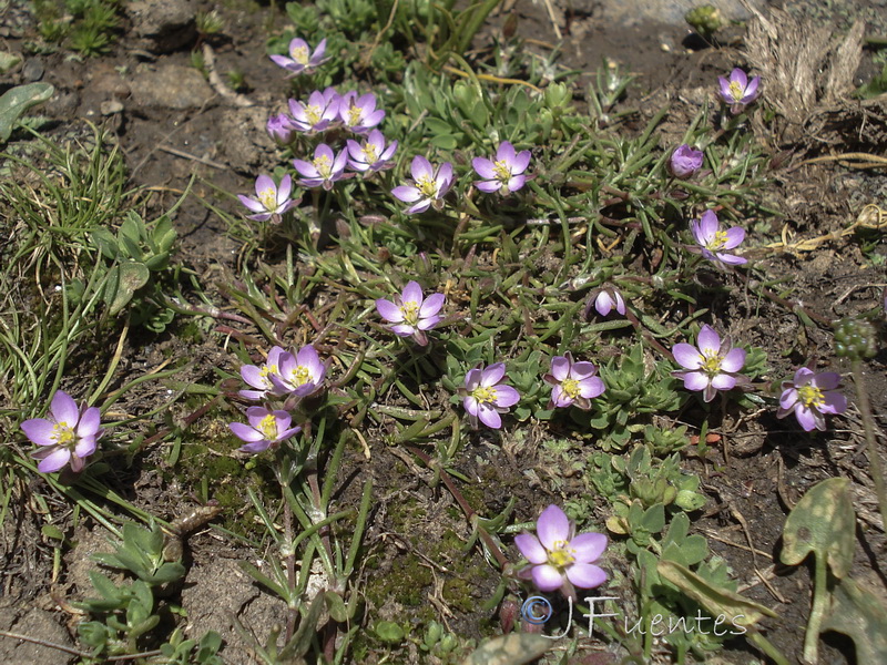 Spergularia rubra alpina.14