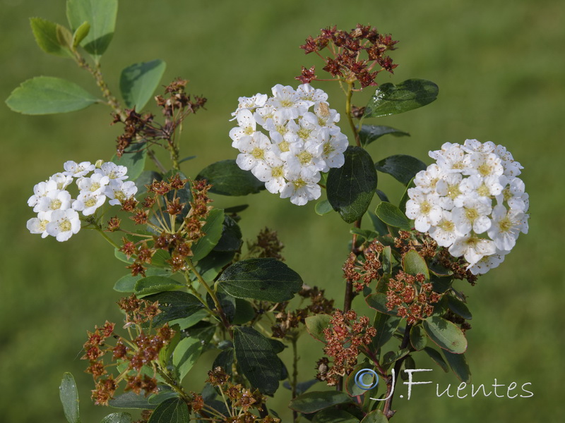 Spiraea hypericifolia obovata.01
