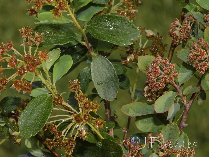 Spiraea hypericifolia obovata.02