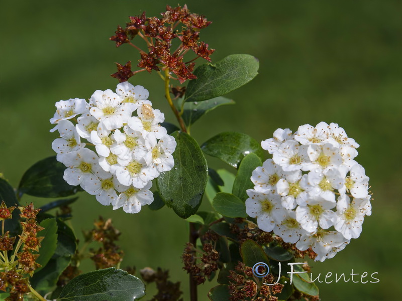 Spiraea hypericifolia obovata.03