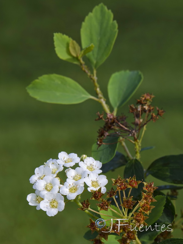 Spiraea hypericifolia obovata.04