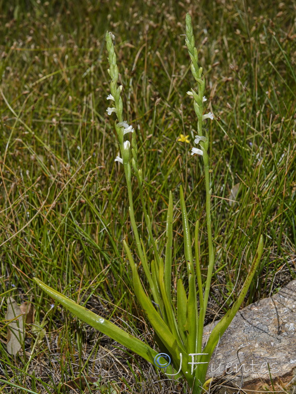 Spiranthes aestivalis.01