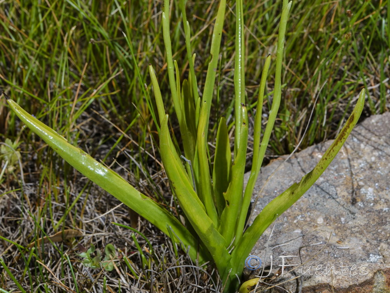 Spiranthes aestivalis.02