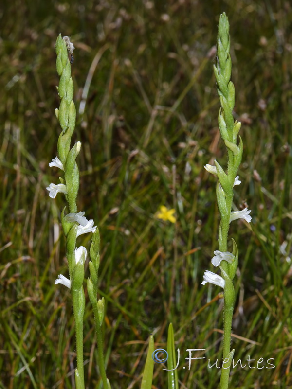 Spiranthes aestivalis.03