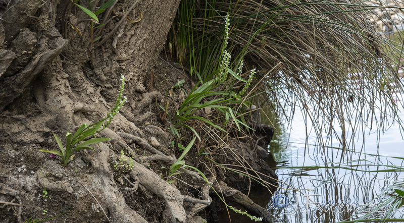 Spiranthes aestivalis.05