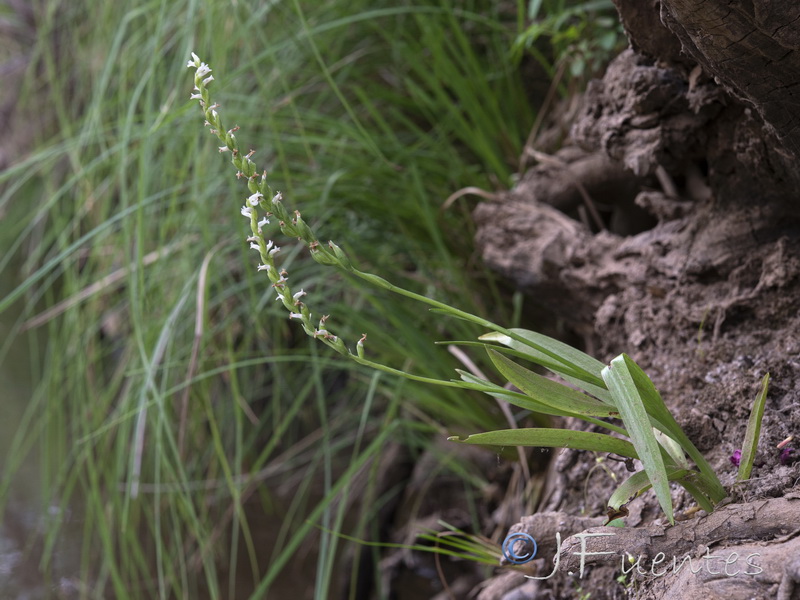 Spiranthes aestivalis.06