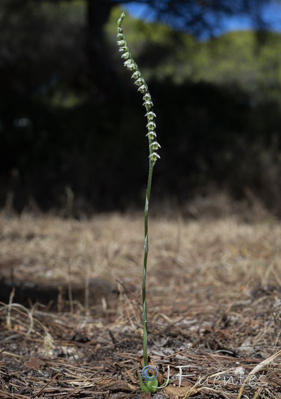 Spiranthes spiralis.07