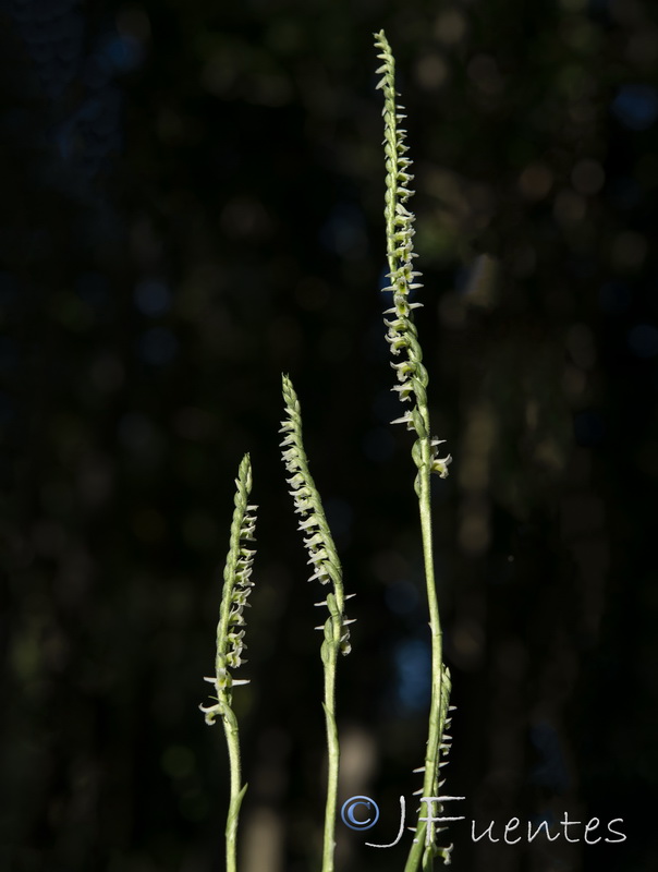 Spiranthes spiralis.03