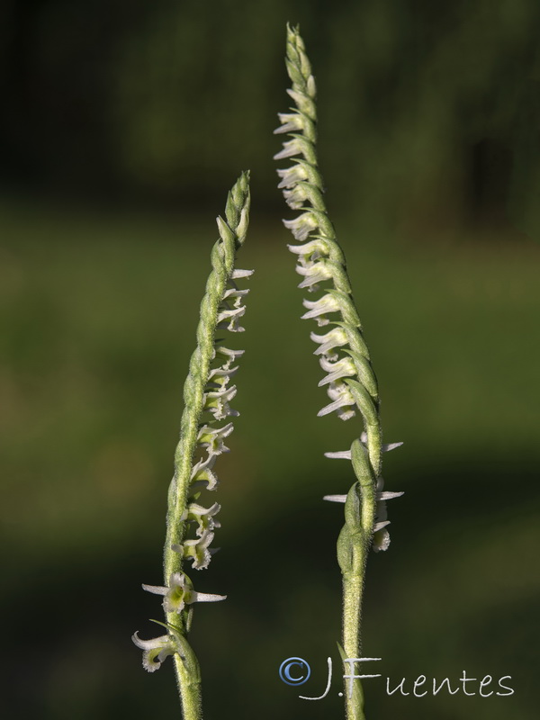Spiranthes spiralis.04