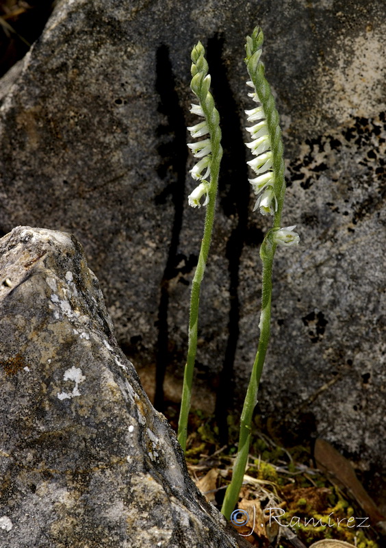 Spiranthes spiralis.10