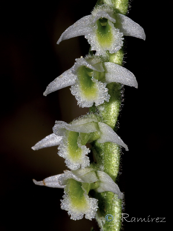 Spiranthes spiralis.06