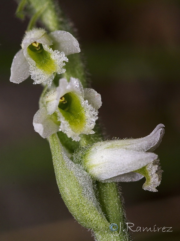 Spiranthes spiralis.13