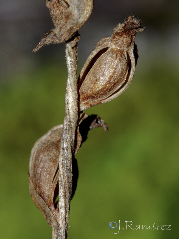 Spiranthes spiralis.14