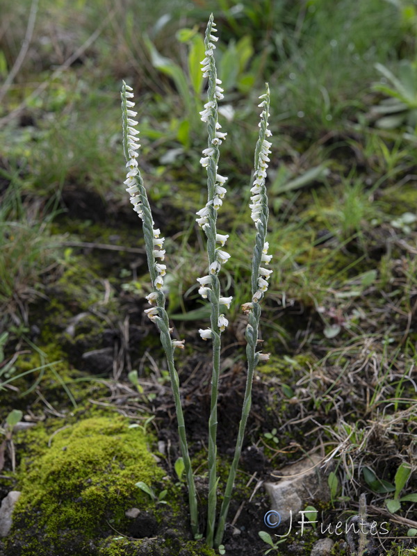 Spiranthes spiralis.16