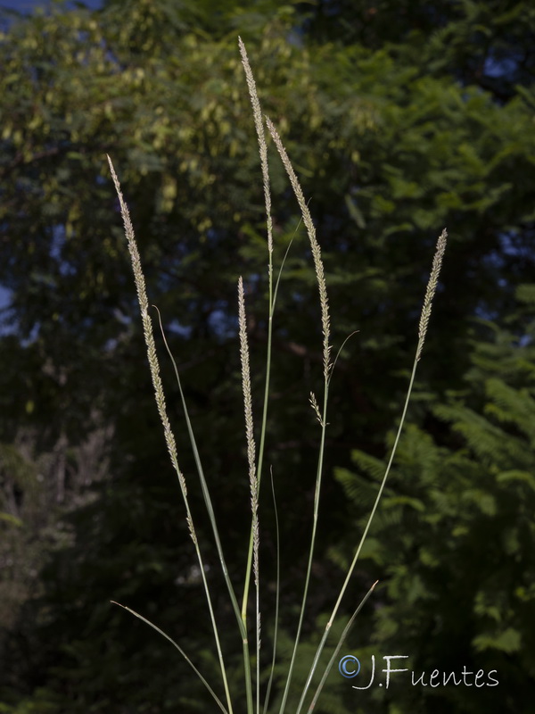 Sporobolus indicus.01