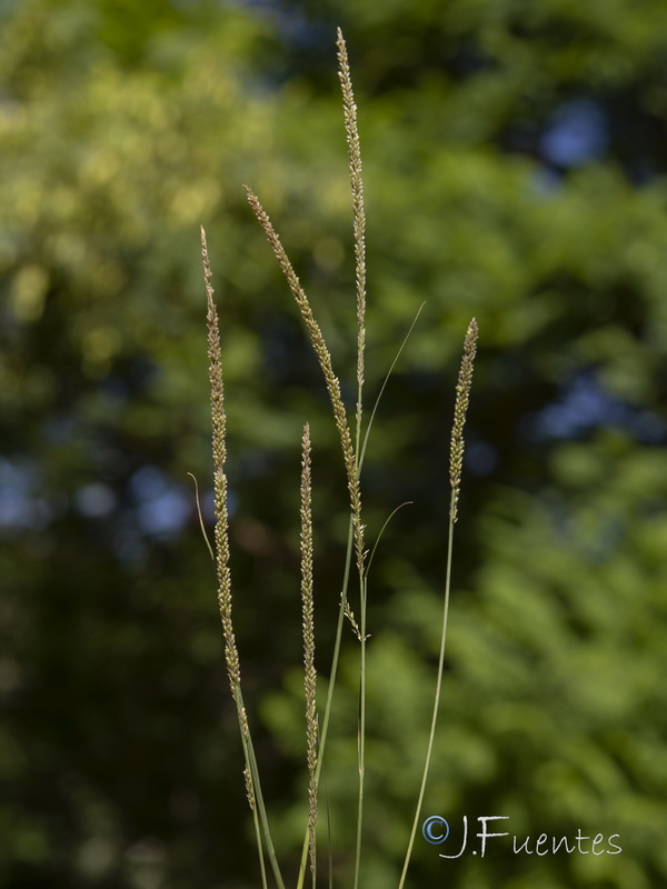 Sporobolus indicus.02