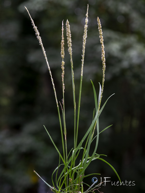Sporobolus indicus.04