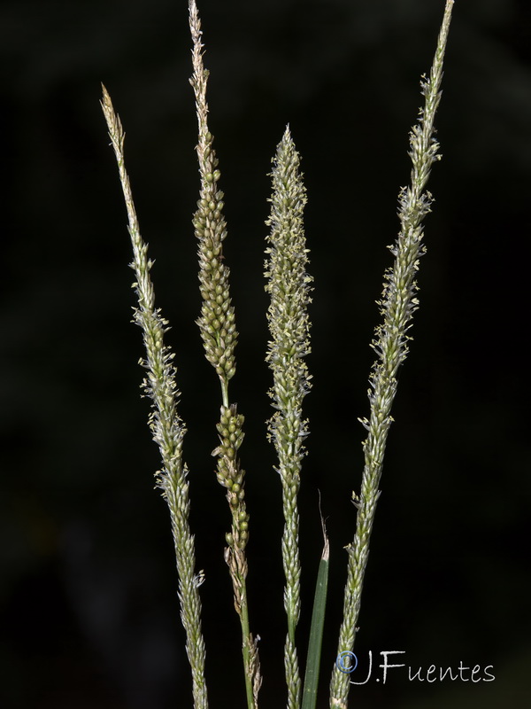 Sporobolus indicus.06