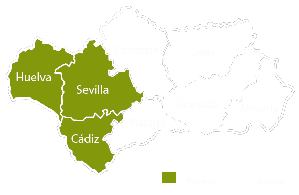 Andalucia copia