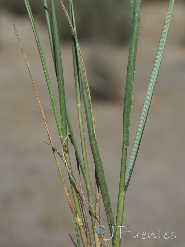 Sporobolus montevidensis.05