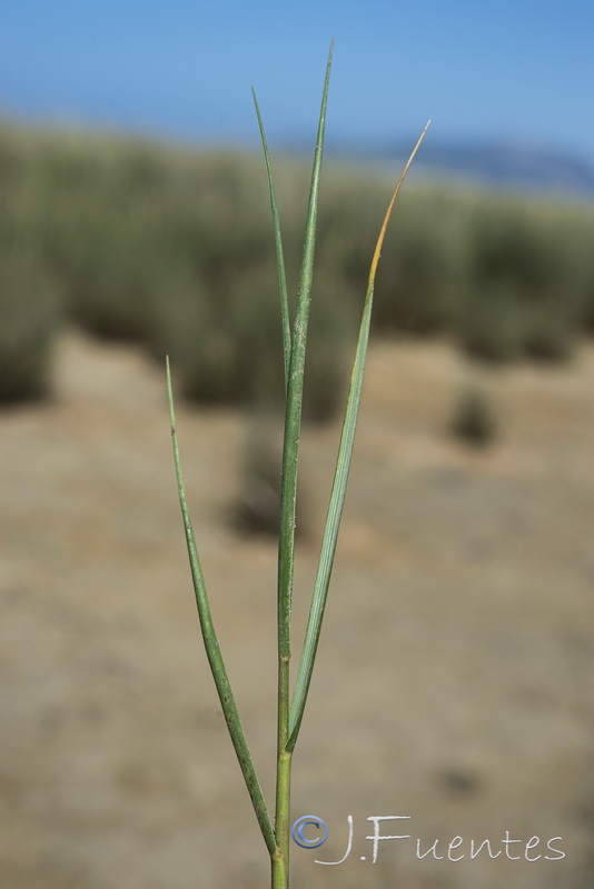 Sporobolus montevidensis.06