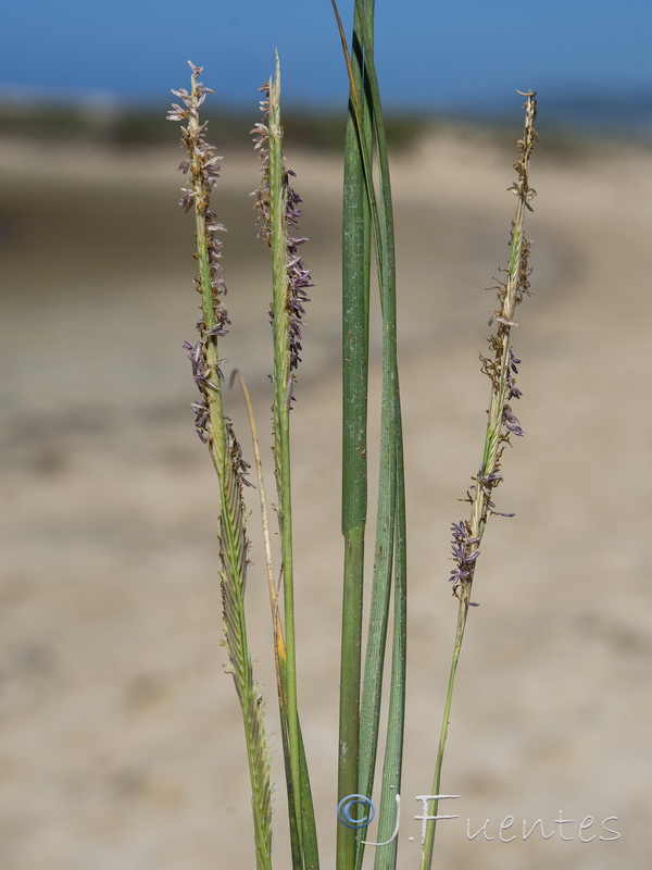 Sporobolus montevidensis.07