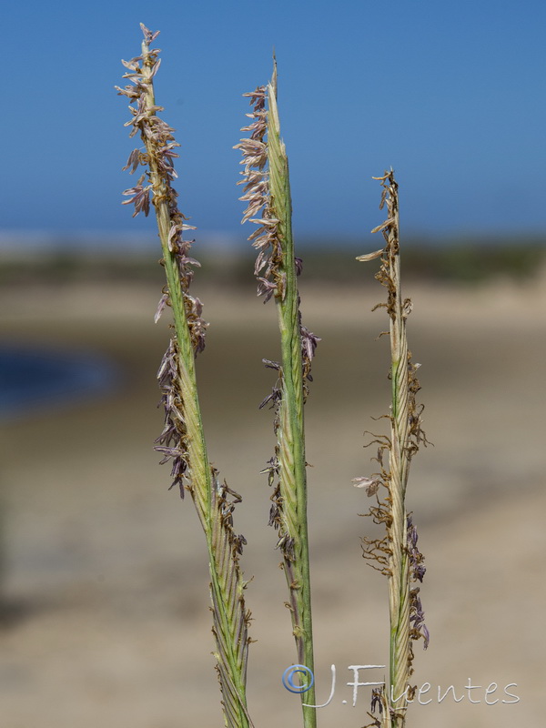 Sporobolus montevidensis.08