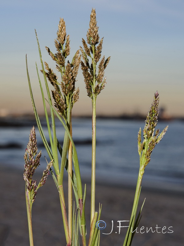 Sporobolus pungens.03