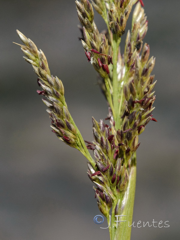 Sporobolus pungens.05