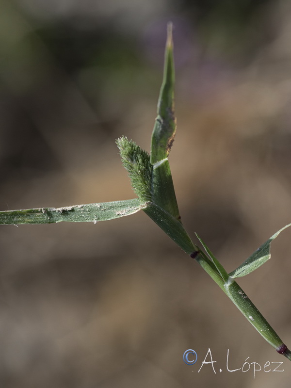 Sporolobolus schoenoides.05