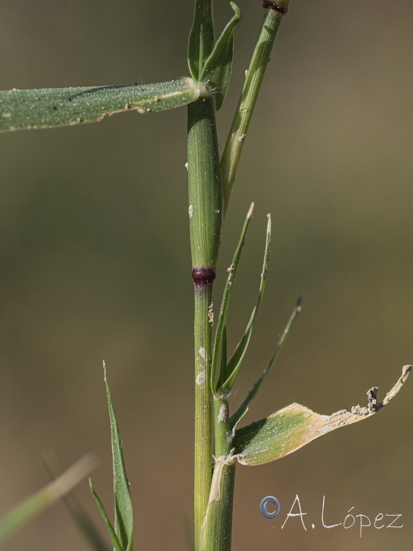 Sporolobolus schoenoides.06