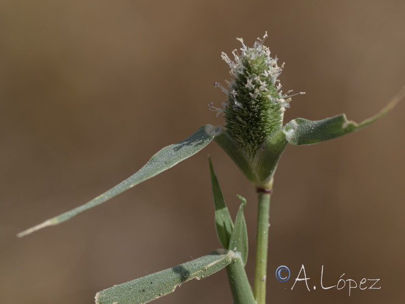 Sporolobolus schoenoides.08