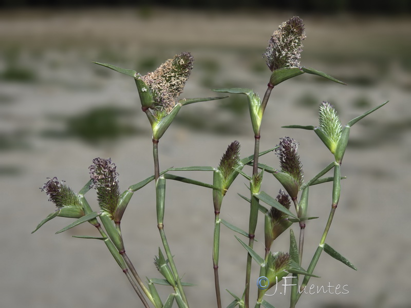 Sporolobolus schoenoides.09