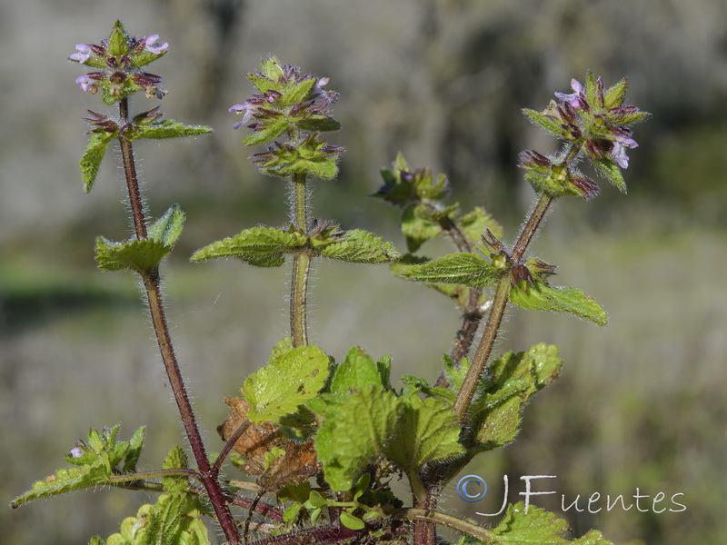 Stachys arvensis.01