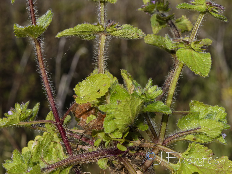 Stachys arvensis.02