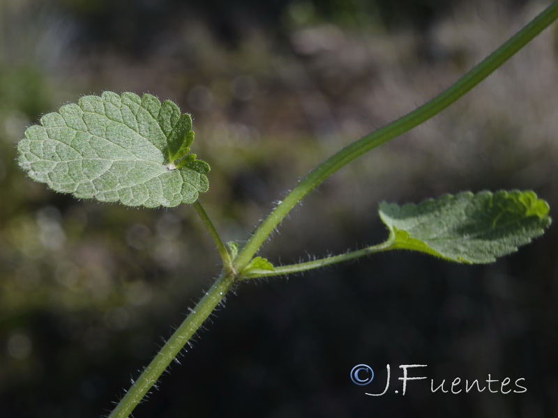 Stachys arvensis.03