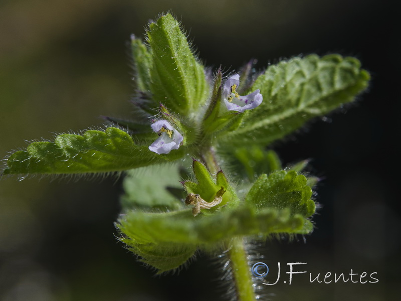 Stachys arvensis.07