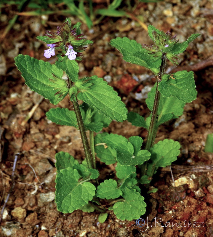 Stachys arvensis.10