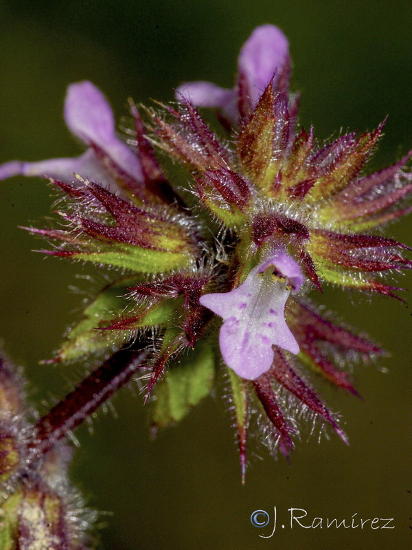 Stachys arvensis.08
