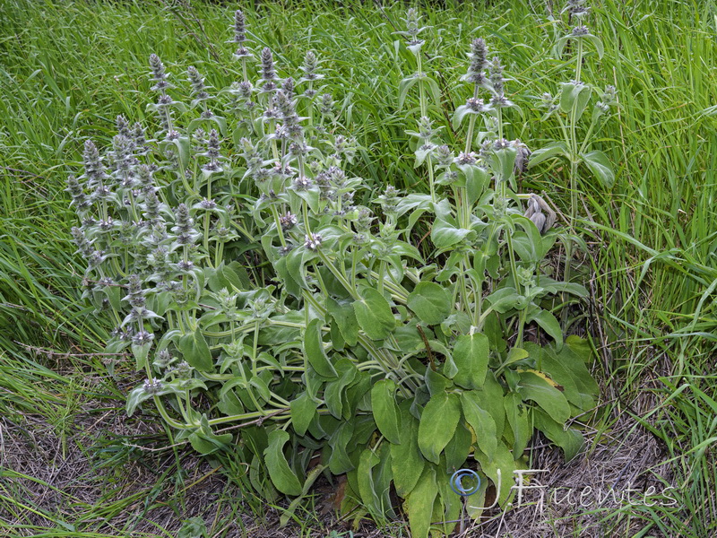 Stachys germanica.01