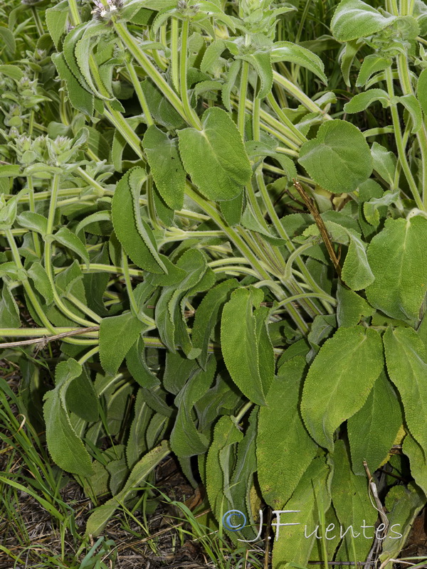 Stachys germanica.04