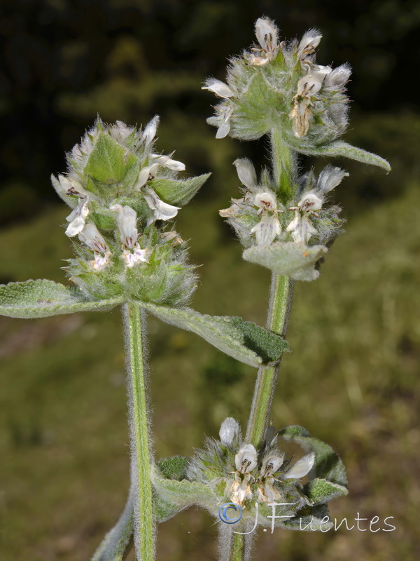 Stachys germanica.07