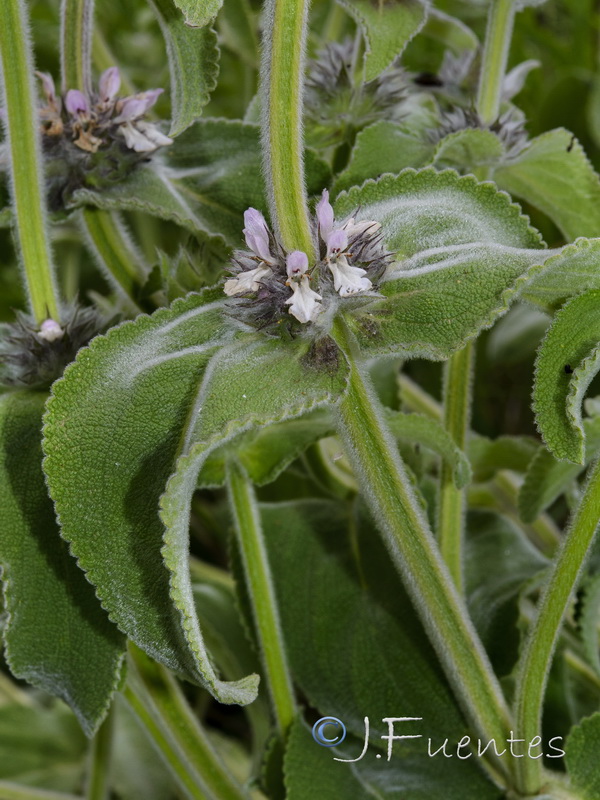 Stachys germanica.08