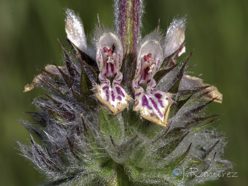 Stachys germanica.10