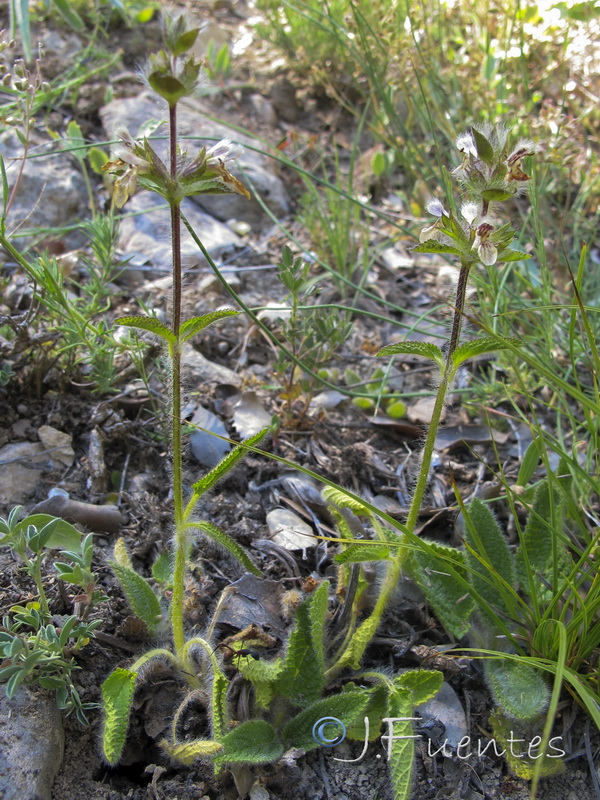 Stachys heraclea.01