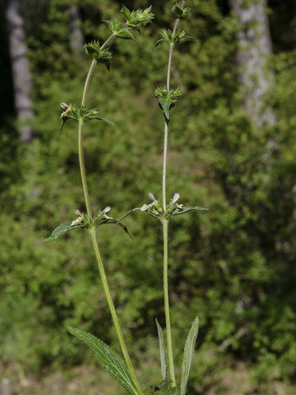 Stachys heraclea.03