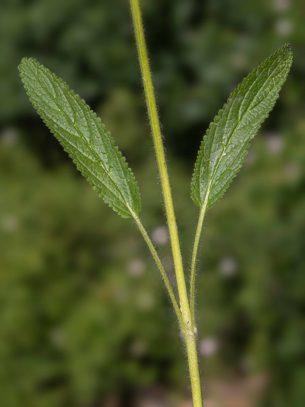 Stachys heraclea.04